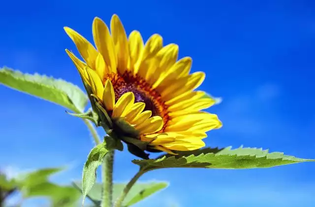 How to grow sunflowers in pots for beautiful blooms in even the smallest of spaces