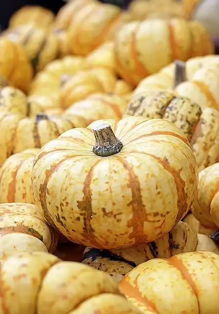 How to store pumpkins – 5 important steps to ensure they keep for as long as possible