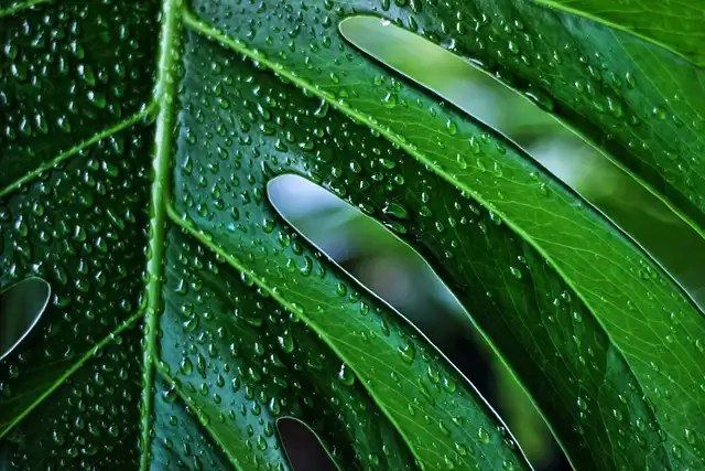 Can you grow a monstera in water? Expert tips for successful hydroponic houseplants