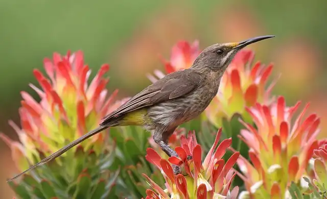 Attract Birds: Best Plants for a Songbird-Friendly Garden