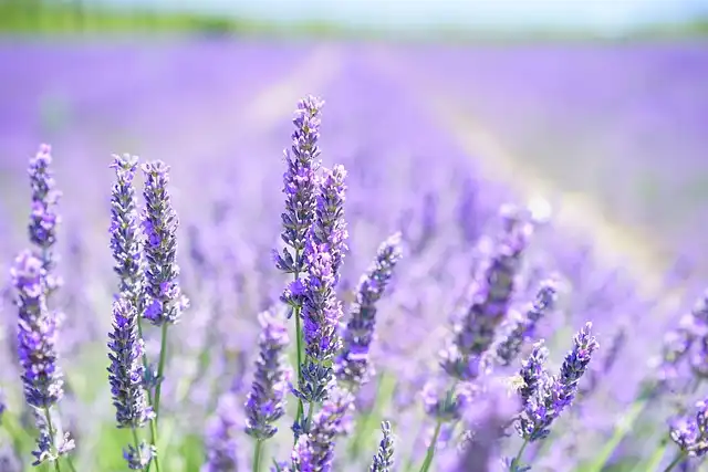 Fixing Lavender: More Green Than Purple? Soil Solutions!