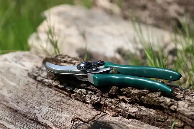 Revive Woody Clematis: Pruning, Care & Expert Tips