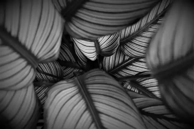 Revive Your Calathea: Care Tips & Common Mistakes