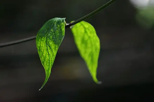 Thriller, Filler, Spiller: Container Plant Guide
