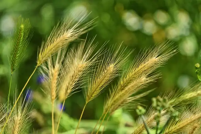 Weed Control: Safe Herbicide Use & Hand-Weeding Tips