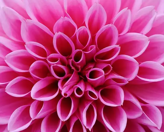 Dahlia Companion Planting: Best and Worst Neighbors