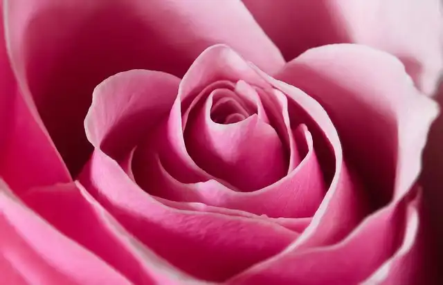 Growing Gardenias: Care Tips & Fragrant Beauty