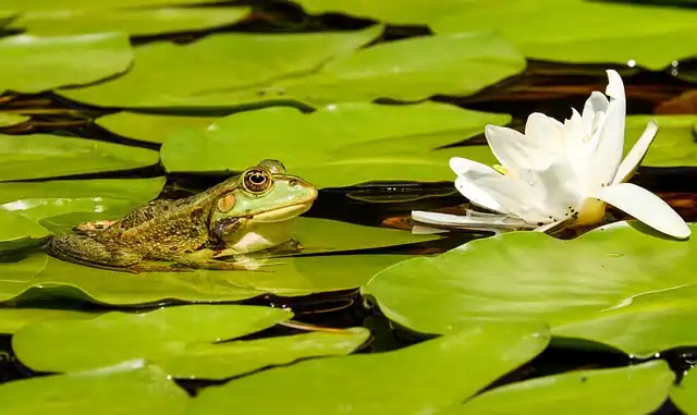 Small Garden Pond Ideas: Design, Plants & Wildlife