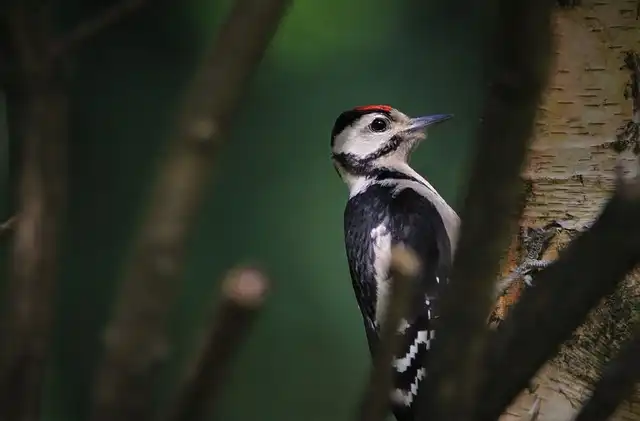 Chirp-cuterie Boards: Feeding Garden Birds Safely