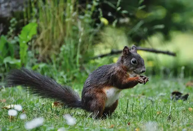 Deter Squirrels: Fake Predators for Garden Protection