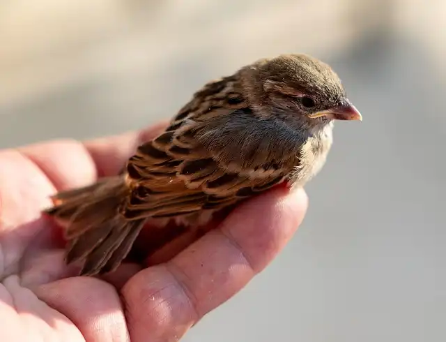 Helping Fledgling Birds: Dos & Don’ts