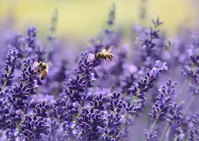 Lavender: The Superhero Plant for Your Home & Garden