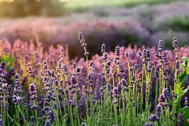 Natural Pest Control: Lavender, Mint & Marigold for Grubs