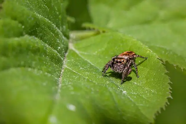 Spiders: Benefits, Risks, and Safe Removal Tips