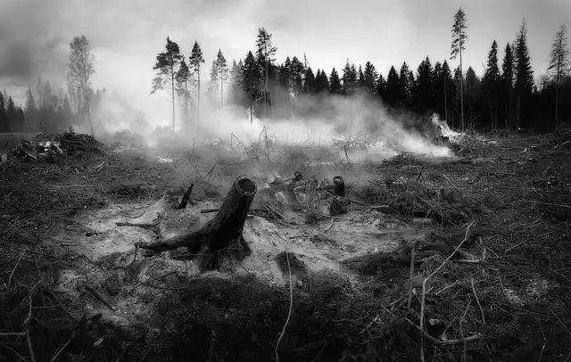 Wildfire Smoke & Plant Health: Protecting Your Garden