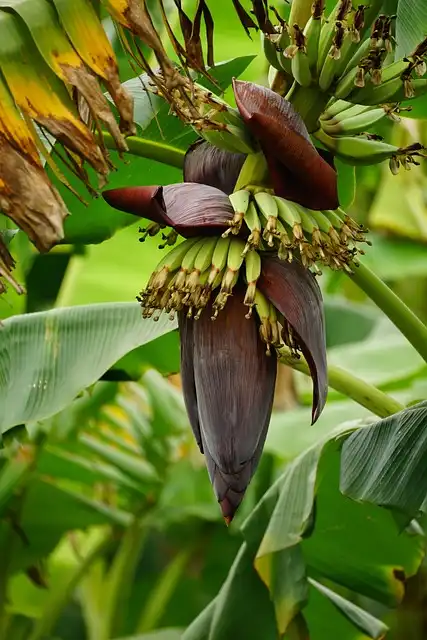 Banana Tree Care: Growing & Fruiting Tips
