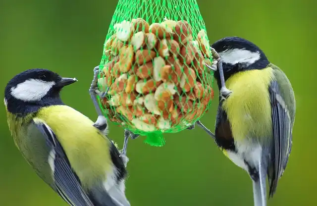 Apples & Pears: Boost Garden Birds’ Health This Fall/Winter