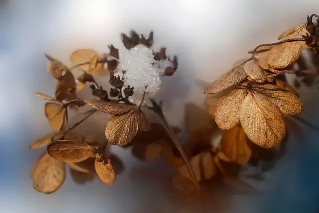 Overwintering Hydrangeas: Tips for Blooms Next Year