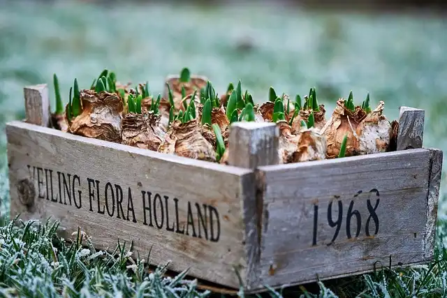 Winter-Proofing Your Garden: Tips & Tricks