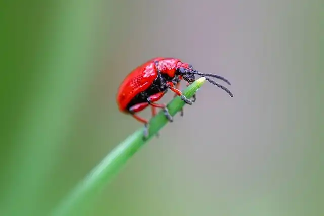 Plastic Forks: Pest Deterrent for Gardens & Veg Patches