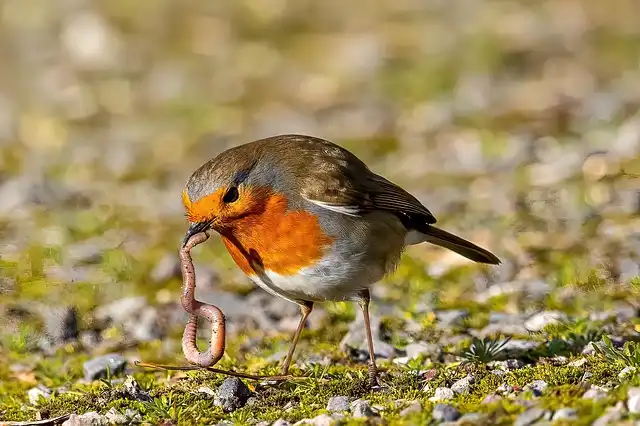 How to Attract Birds to Your Garden: 6 Essential Tips for Success