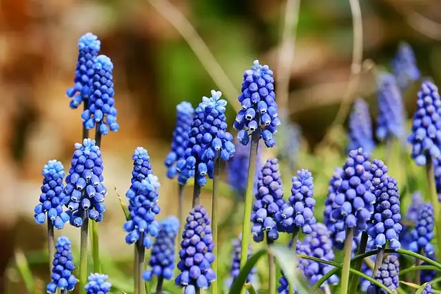 How to Make Hyacinth Bulbs Re-Bloom: Expert Care Tips