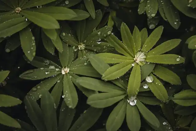 Flood-Proof Your Garden: The Power of Absorbent Plants