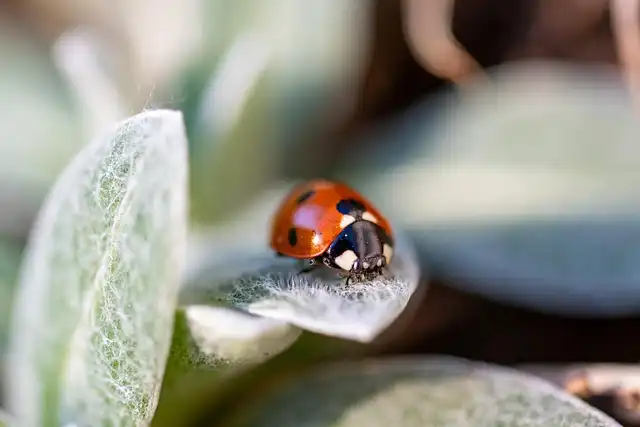 Lily Beetle Control: Protecting Your Lilies from Pests