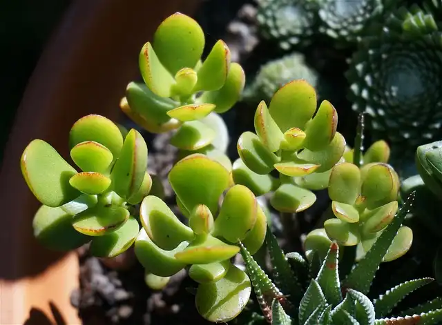 Jade Plant Care: Summer Propagation & Pest Management Tips