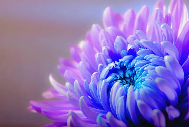 Mastering Chrysanthemum Disbudding for Bigger, Showier Blooms