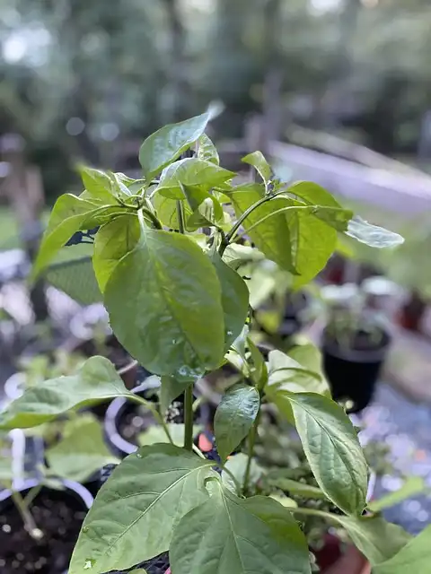 Decorative Peppers: Vibrant Fall Container Garden Ideas