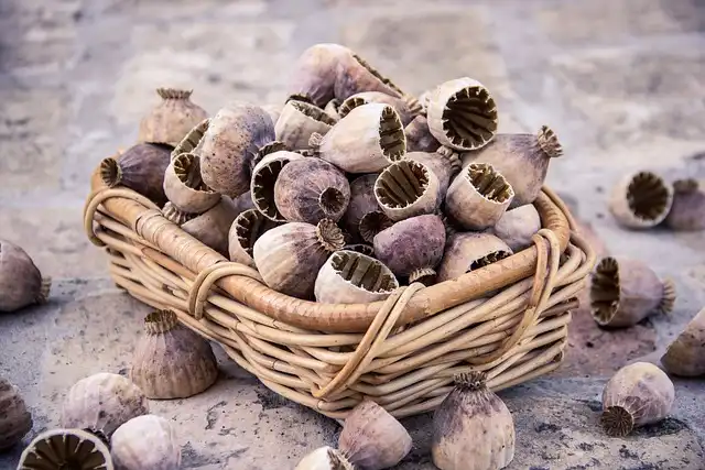 September Gardening: Strategic Seed Ordering for Fall & Spring Success